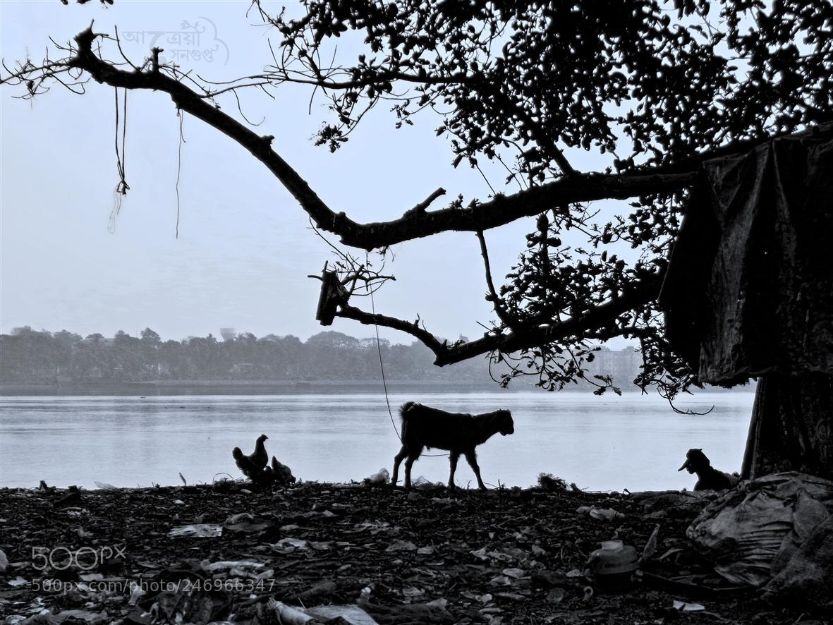 Sony Cyber-shot DSC-W830 sample photo. বিচরণ... photography