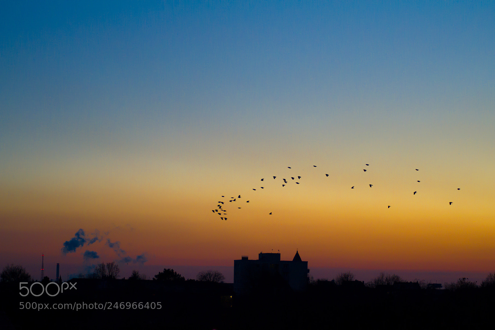 Nikon D3100 sample photo. Bird watching photography