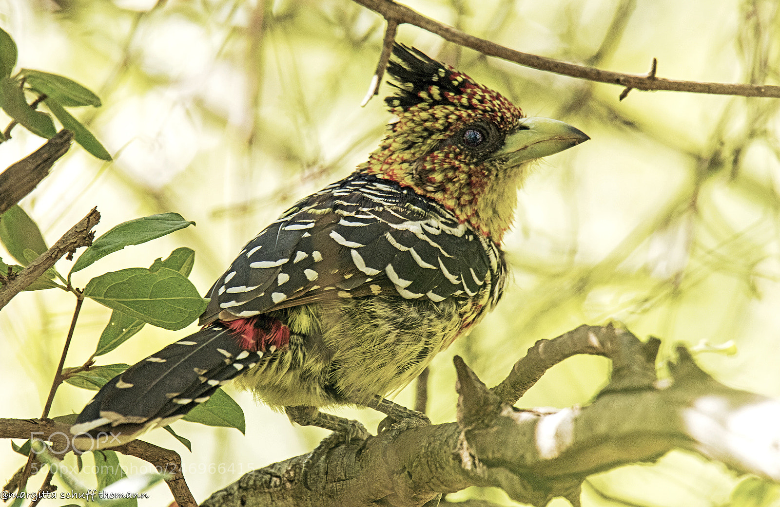 Canon EOS 7D Mark II sample photo. Crested barbet .. photography
