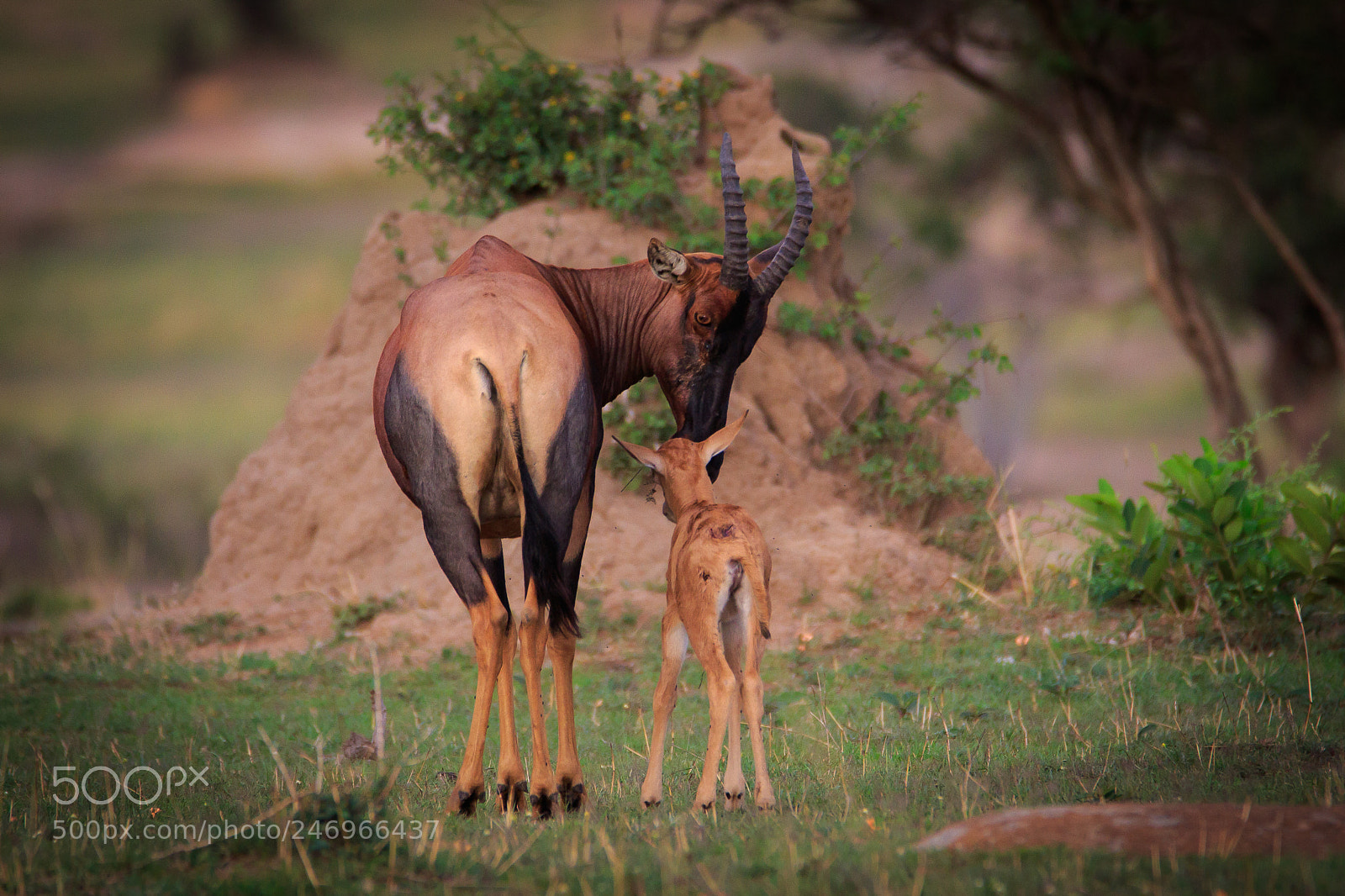 Canon EOS 7D Mark II sample photo. Tanzania - serengeti photography