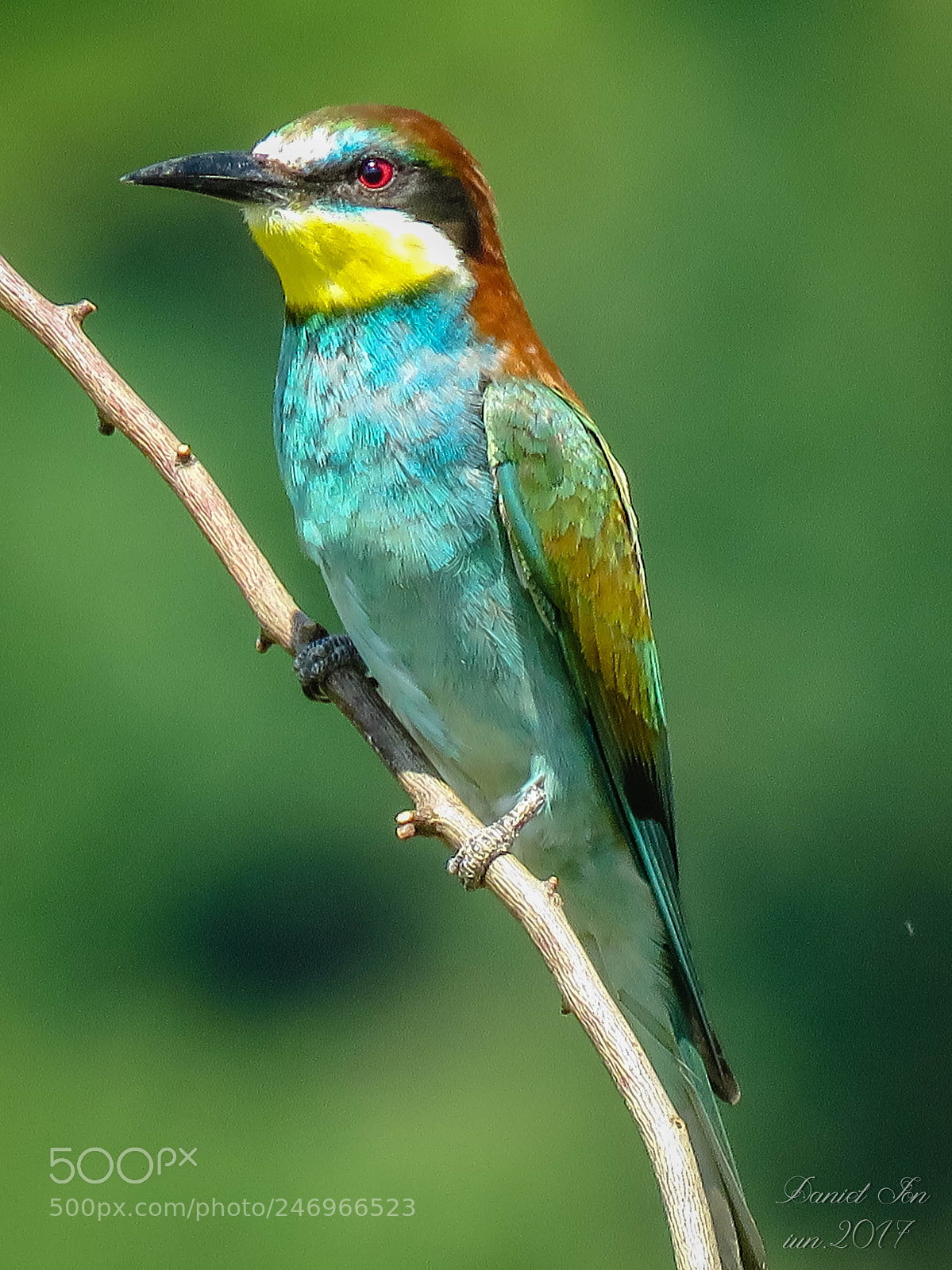 Canon PowerShot SX60 HS sample photo. Prigoria merops apiaster ordinul photography