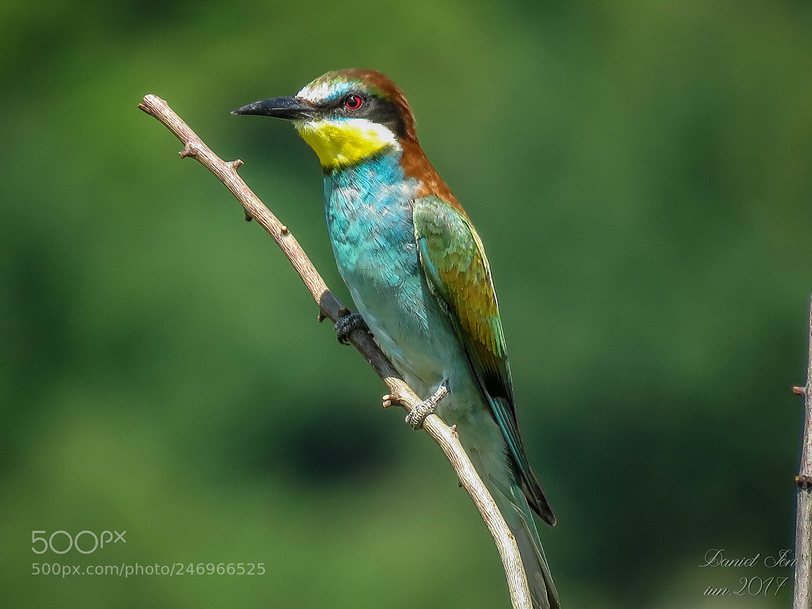 Canon PowerShot SX60 HS sample photo. Prigoria merops apiaster ordinul photography