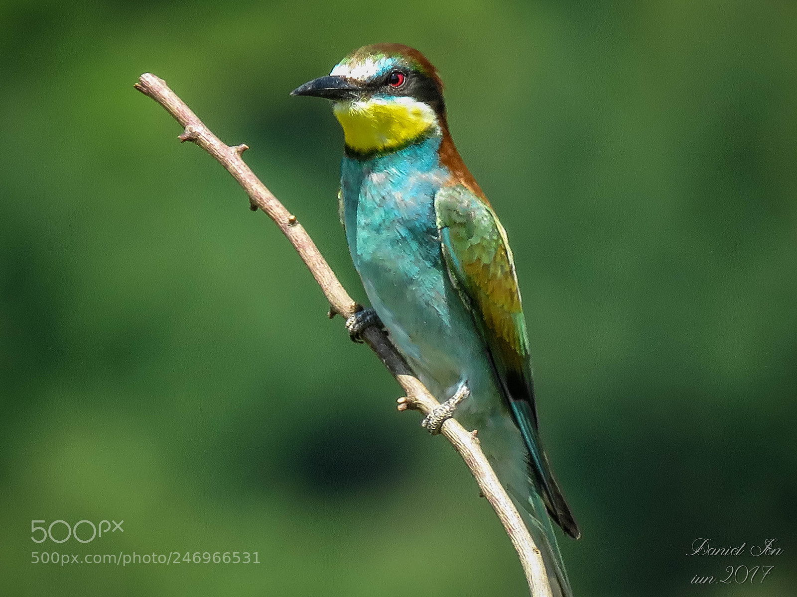 Canon PowerShot SX60 HS sample photo. Prigoria merops apiaster ordinul photography