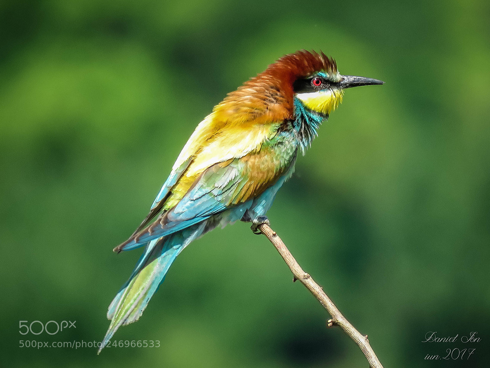 Canon PowerShot SX60 HS sample photo. Prigoria merops apiaster ordinul photography