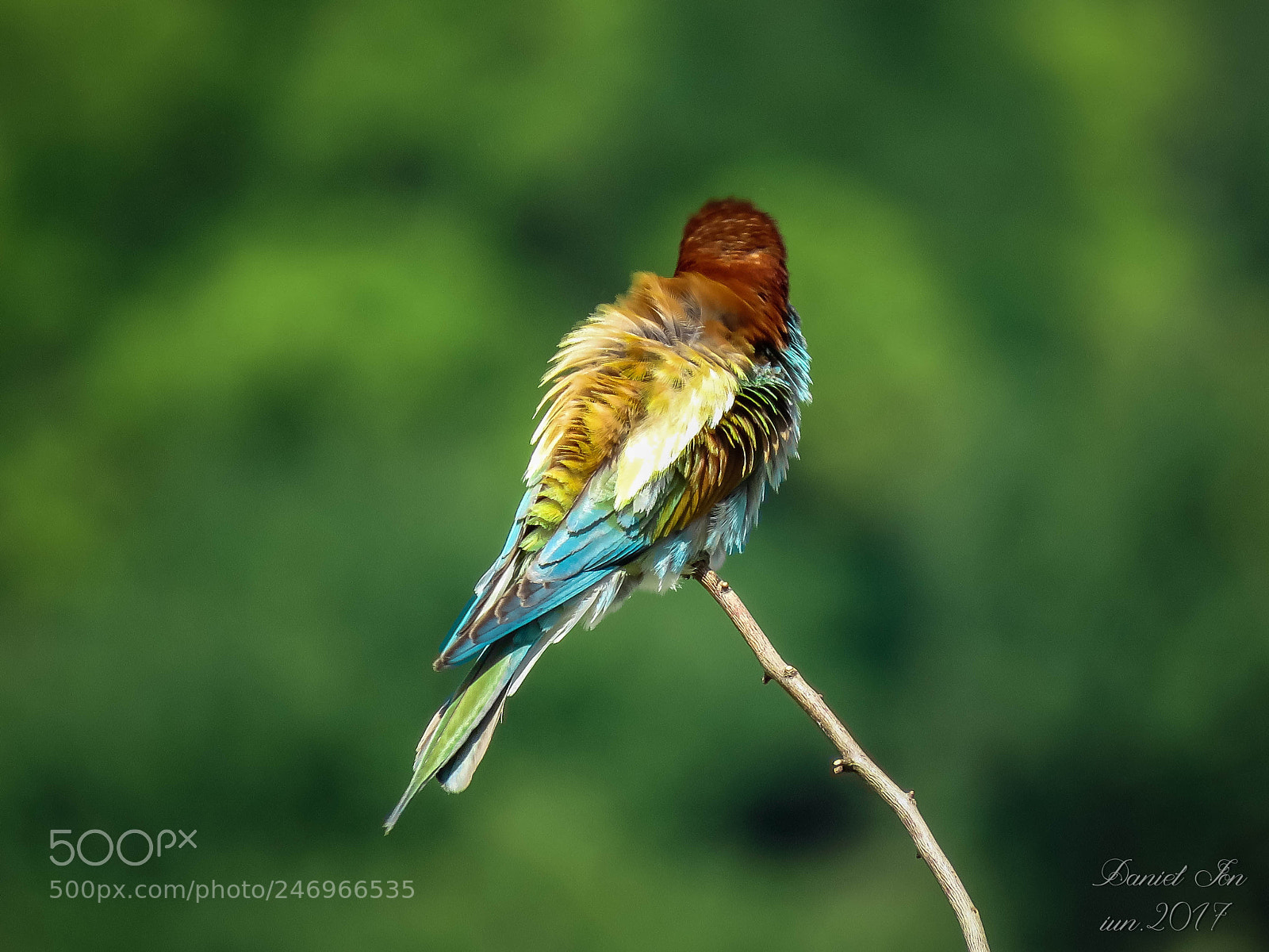 Canon PowerShot SX60 HS sample photo. Prigoria merops apiaster ordinul photography