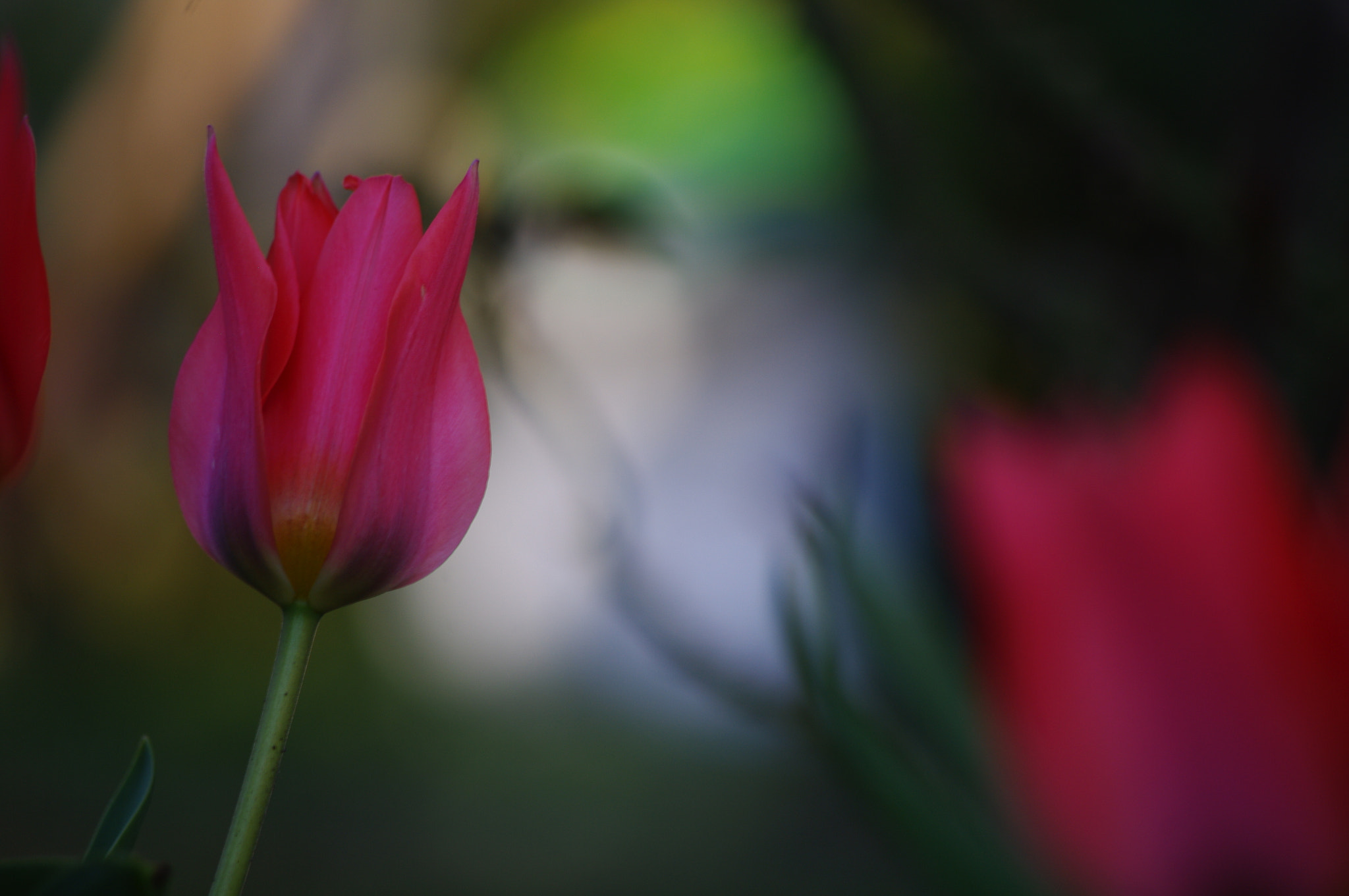 Pentax K20D sample photo. Tulip photography