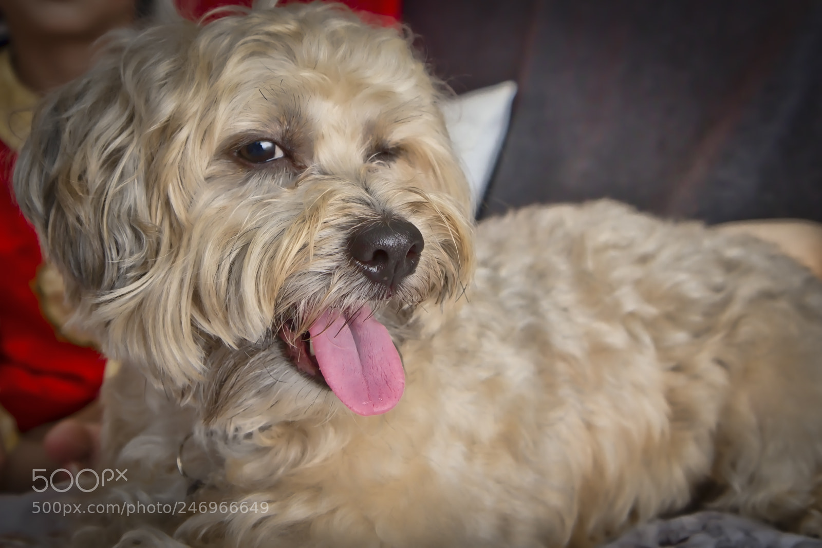 Canon EOS 60D sample photo. Winking photography