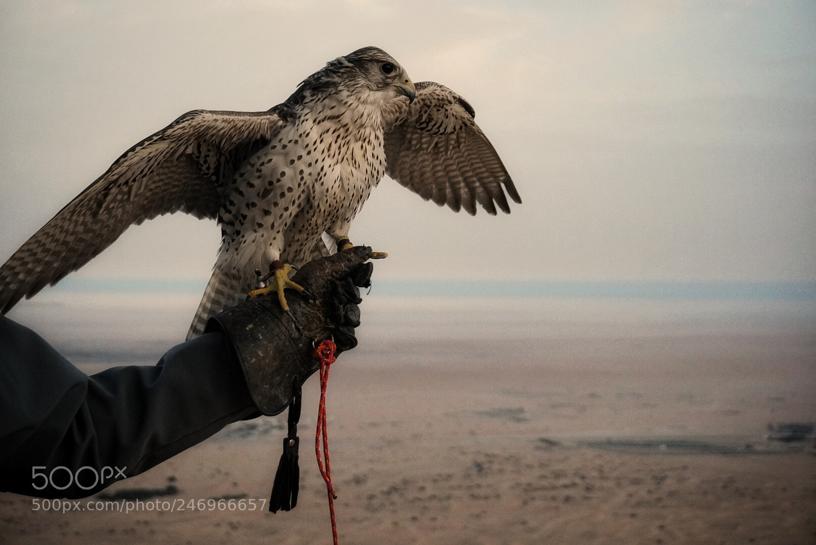 Sony a6300 sample photo. Falcon photography
