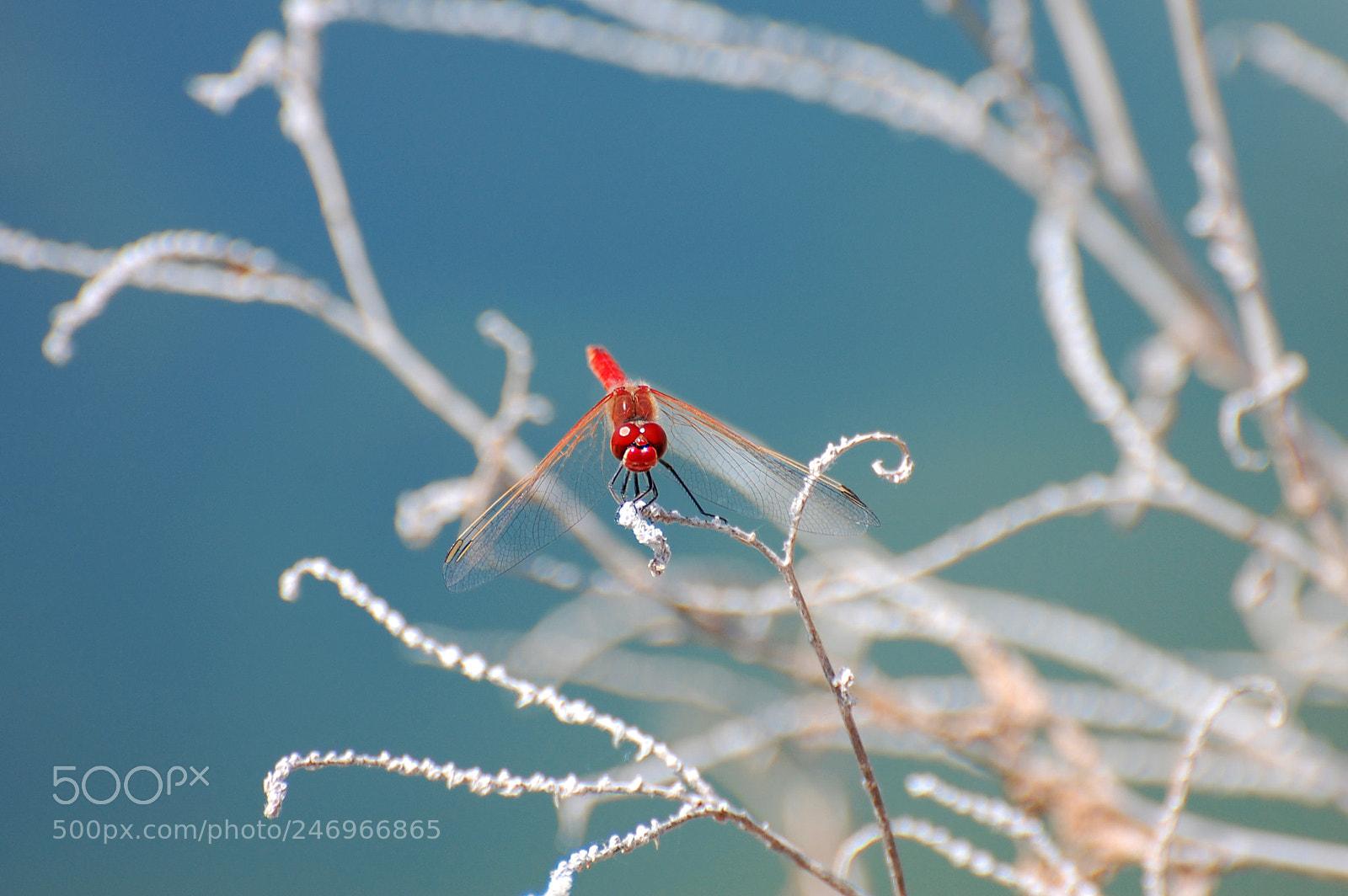 Nikon D40 sample photo. Contrastes photography