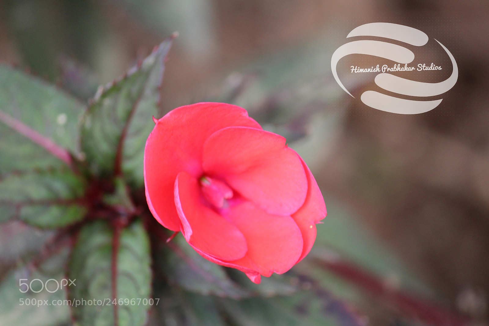 Canon EOS 700D (EOS Rebel T5i / EOS Kiss X7i) sample photo. Perceptive flower photography