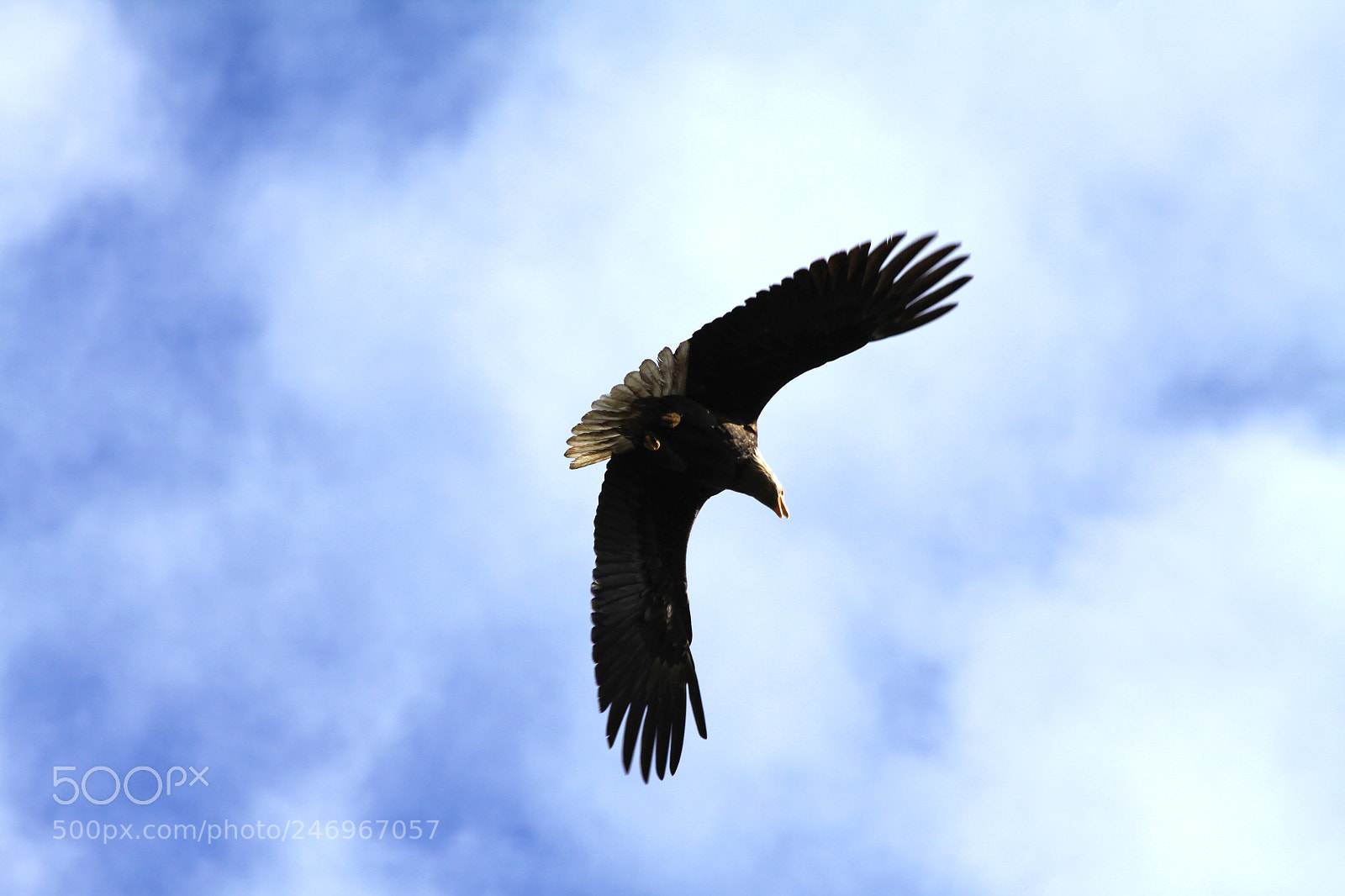 Canon EOS 50D sample photo. Soaring eagle photography