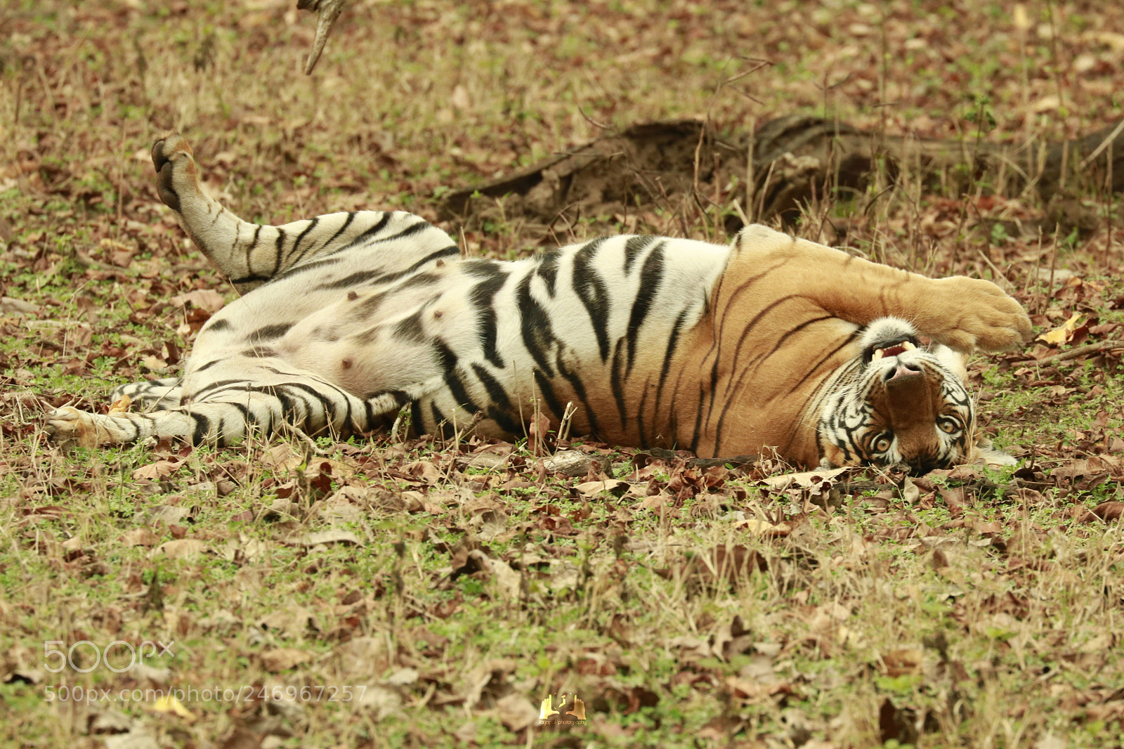 Canon EOS 750D (EOS Rebel T6i / EOS Kiss X8i) sample photo. Tiger photography