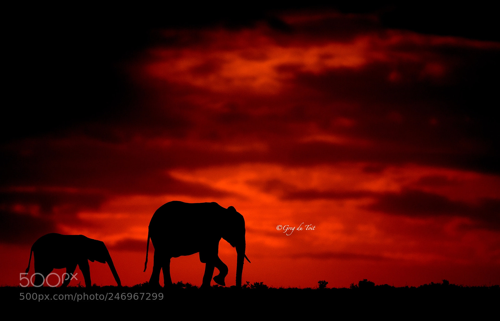 Nikon D4S sample photo. Elephant and baby silhouette photography