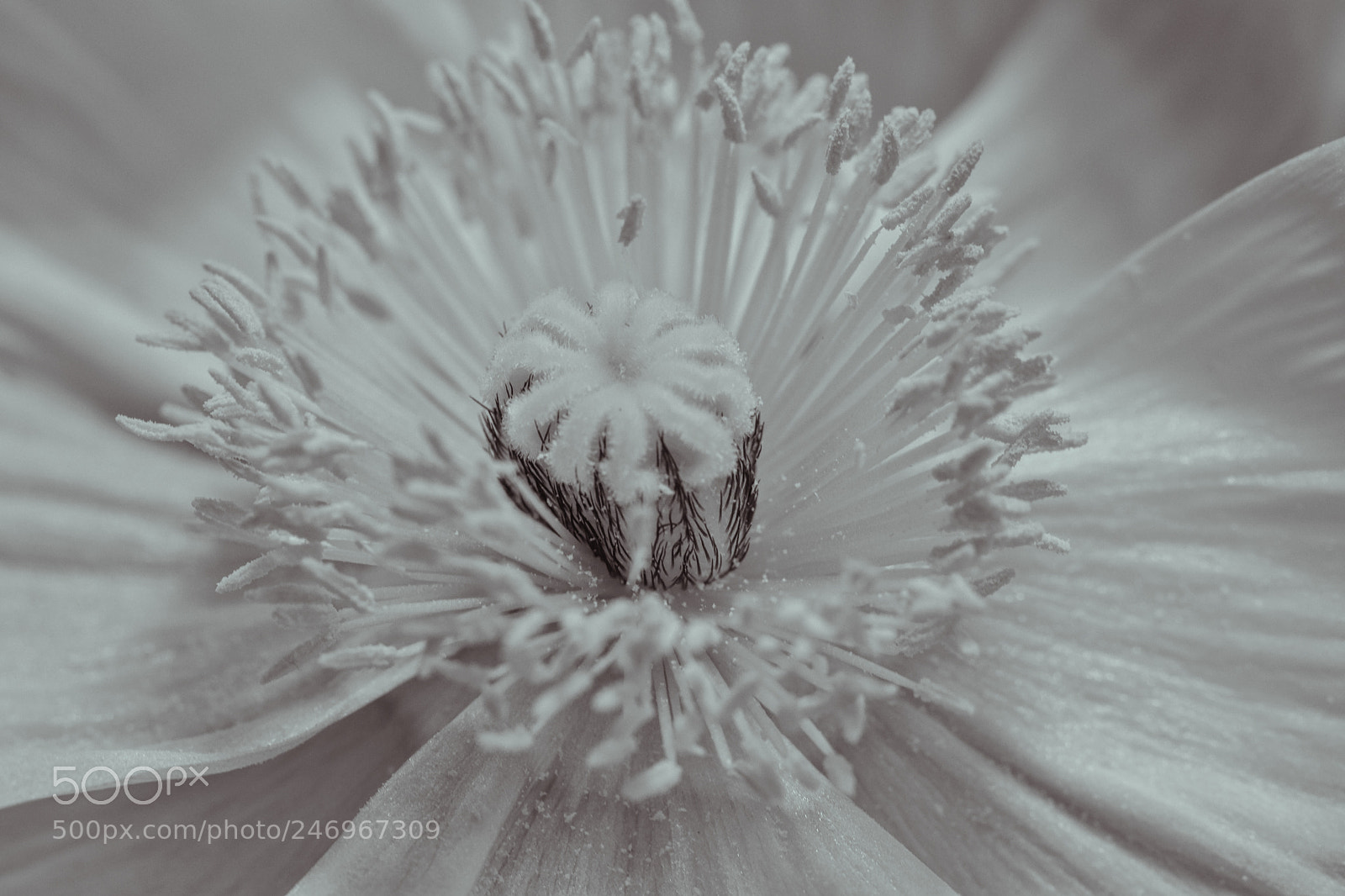 Canon EOS 77D (EOS 9000D / EOS 770D) sample photo. Icelandic poppy photography