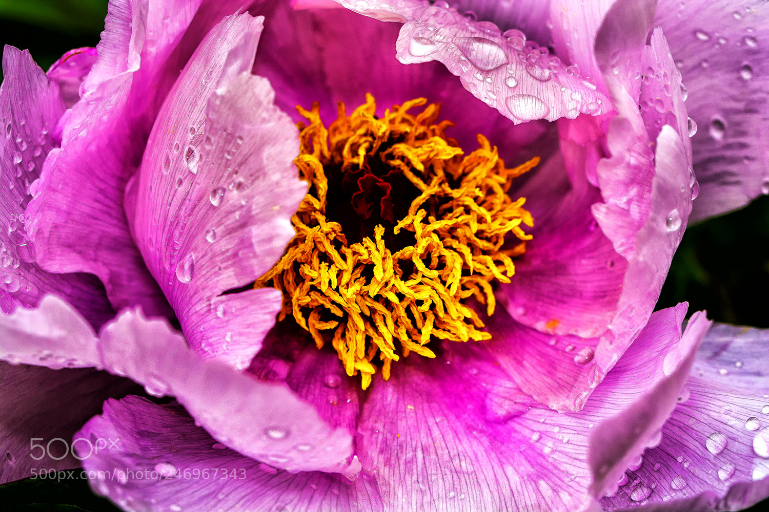 Nikon D7100 sample photo. Flower photography