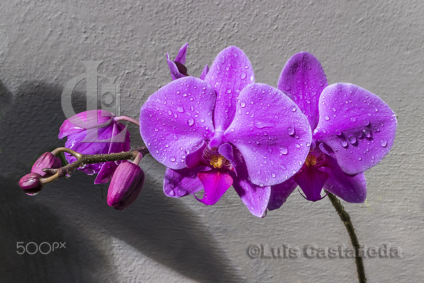 Panasonic Lumix DMC-LX10 (Lumix DMC-LX15) sample photo. Pink moth orchids (phalaenopsis) photography