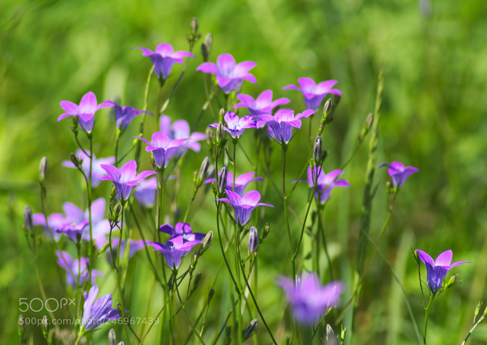 Nikon D5200 sample photo. Dzwonki4 photography