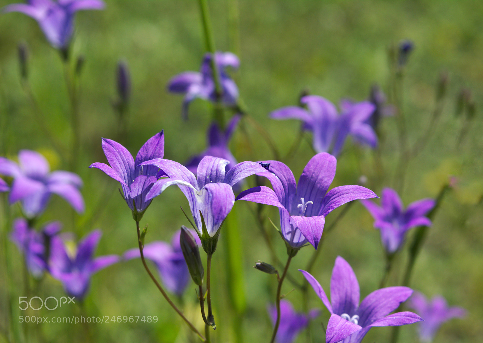 Nikon D5200 sample photo. Dzwonki 5 photography