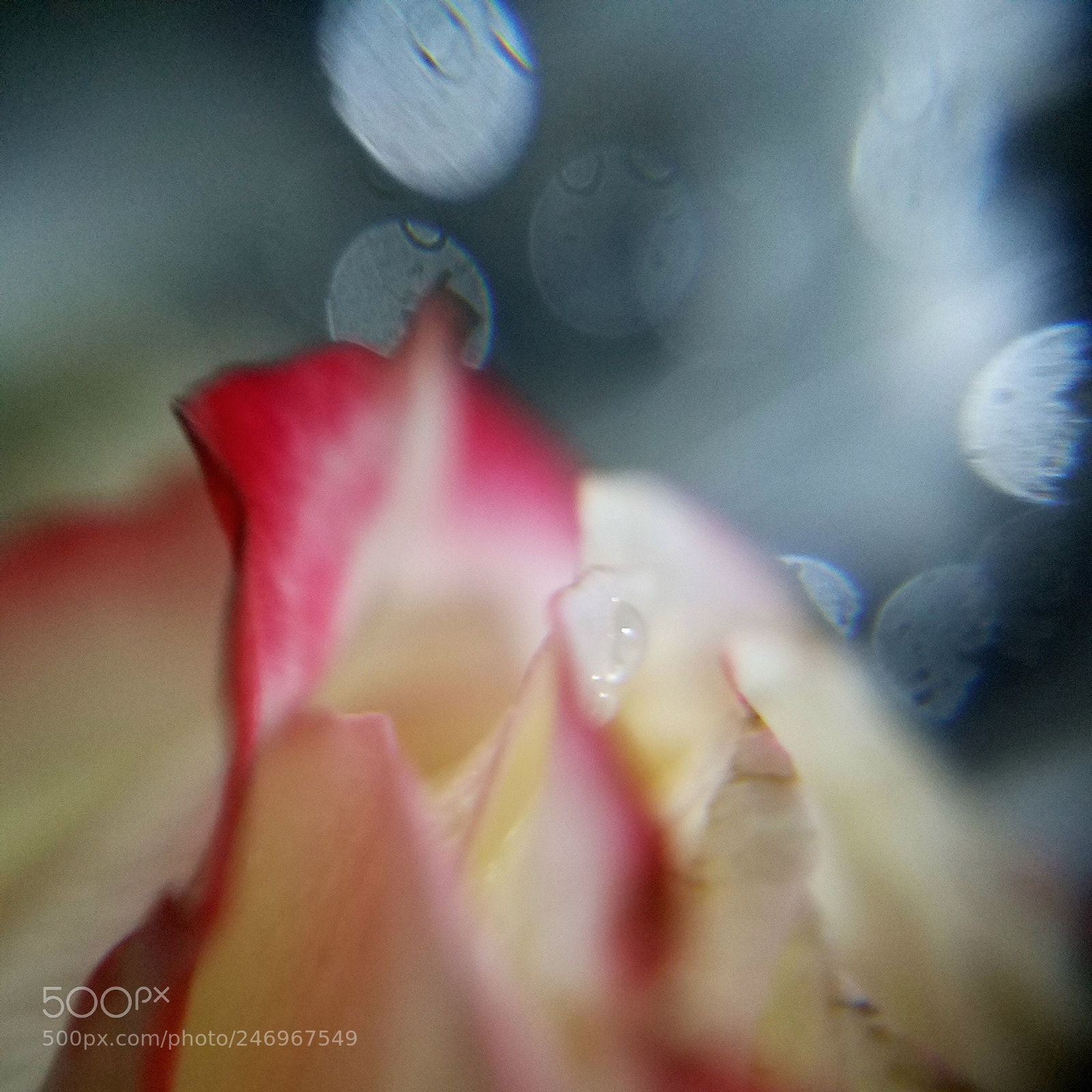 Samsung Galaxy S7 Edge sample photo. Macro dream photography