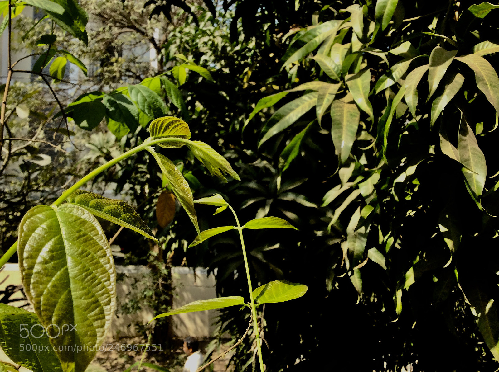 Apple iPad Air sample photo. Begin photography