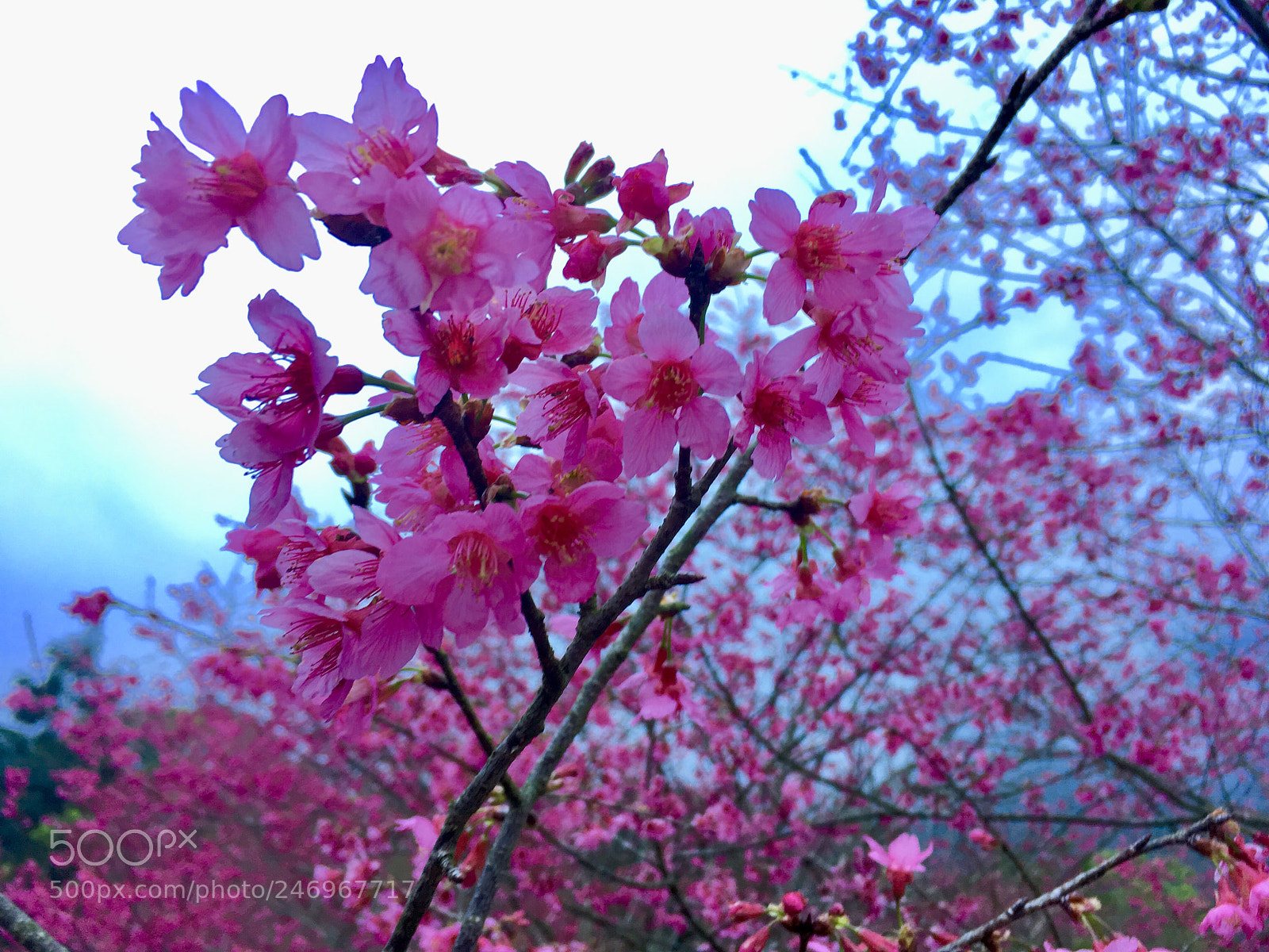 Apple iPhone SE sample photo. Sakura spring photography
