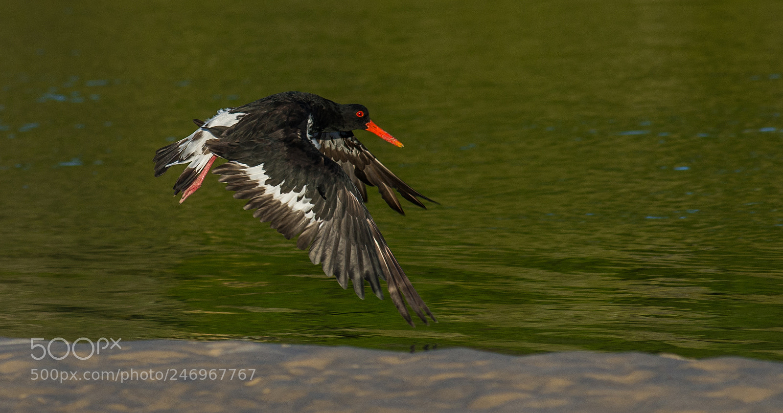 Nikon D610 sample photo. Oyster catcher photography