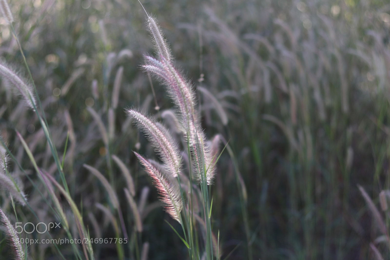 Canon EOS 77D (EOS 9000D / EOS 770D) + Canon EF 50mm F1.8 STM sample photo. Nature photography