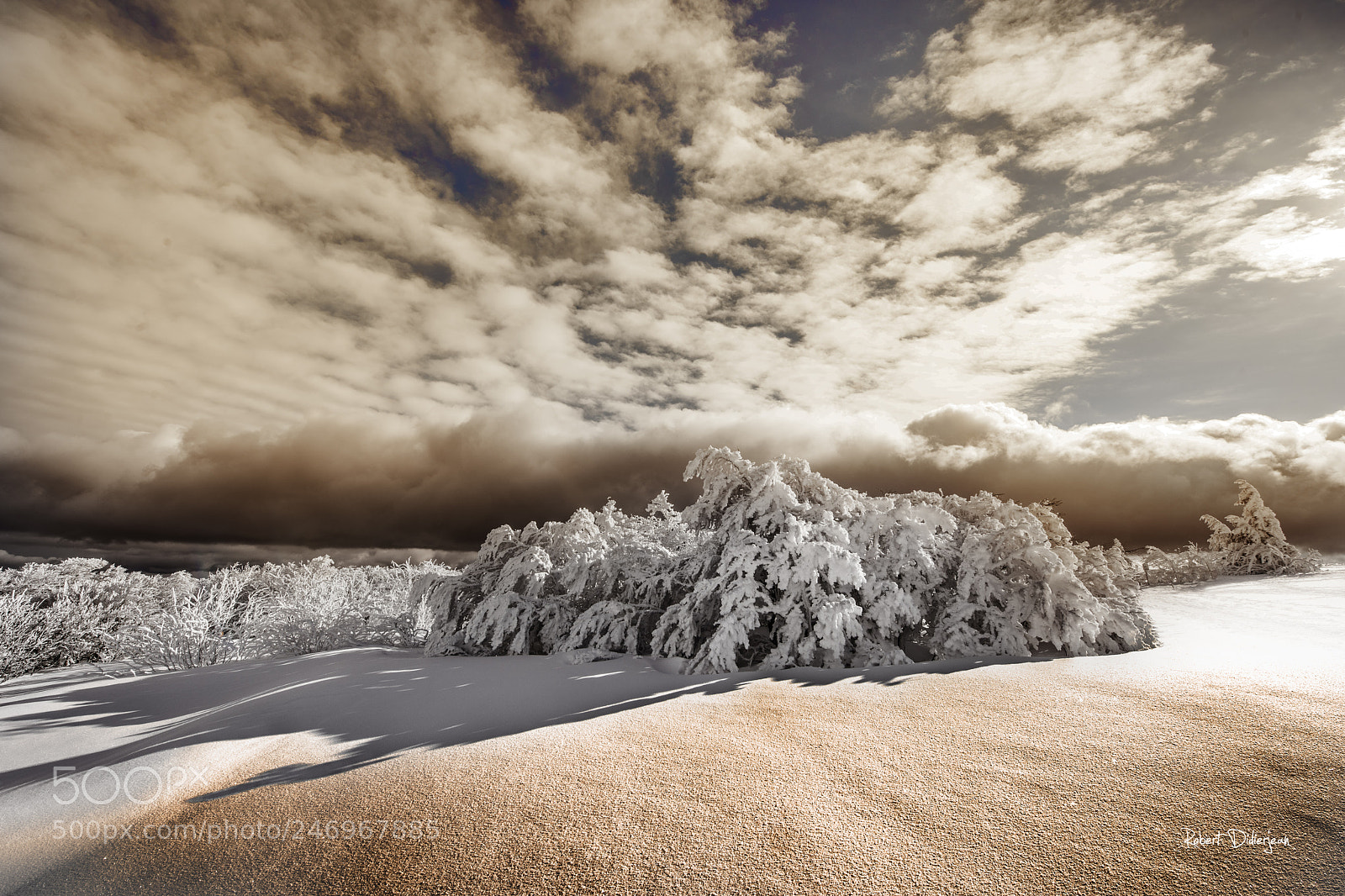 Nikon D810 sample photo. Winter mood photography
