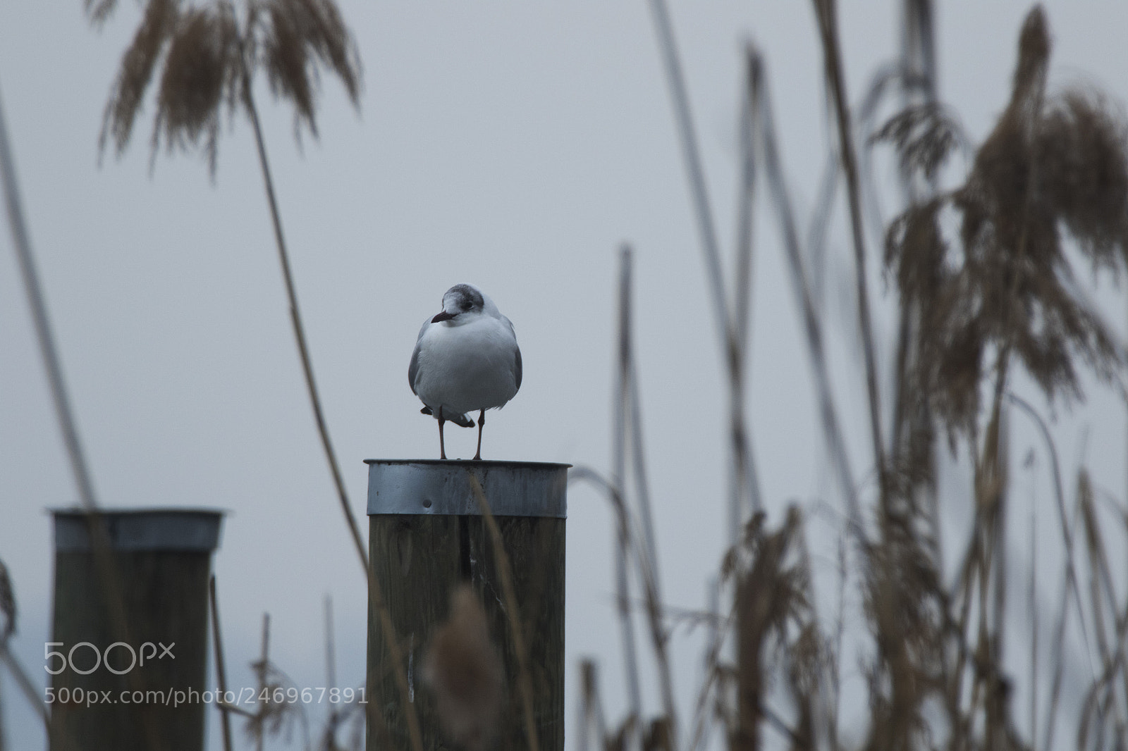 Canon EOS 7D Mark II sample photo. Möwe photography