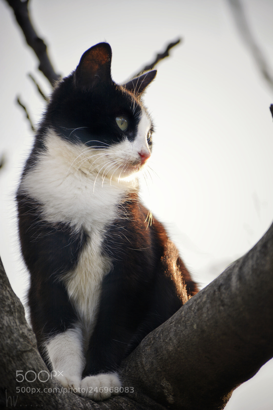 Nikon D7100 sample photo. Catti photography