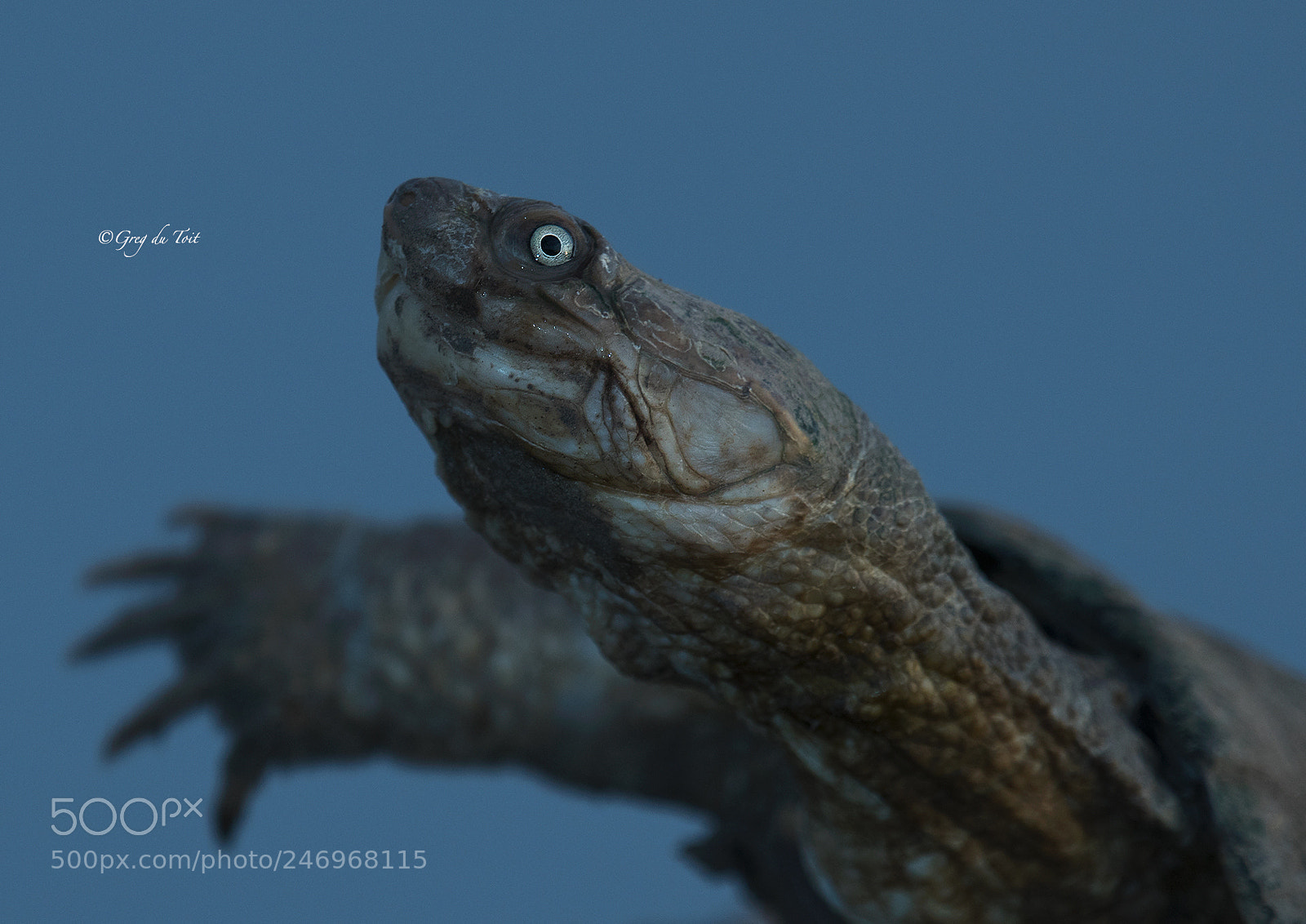 Nikon D500 sample photo. Portrait of a terrapin photography