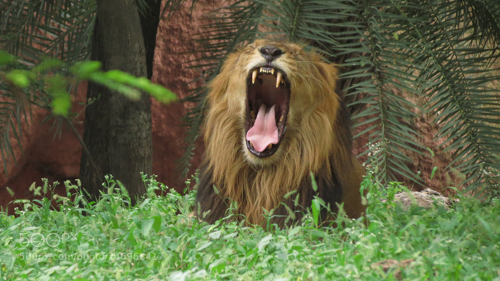 Canon PowerShot SX40 HS sample photo. Lion yawning photography