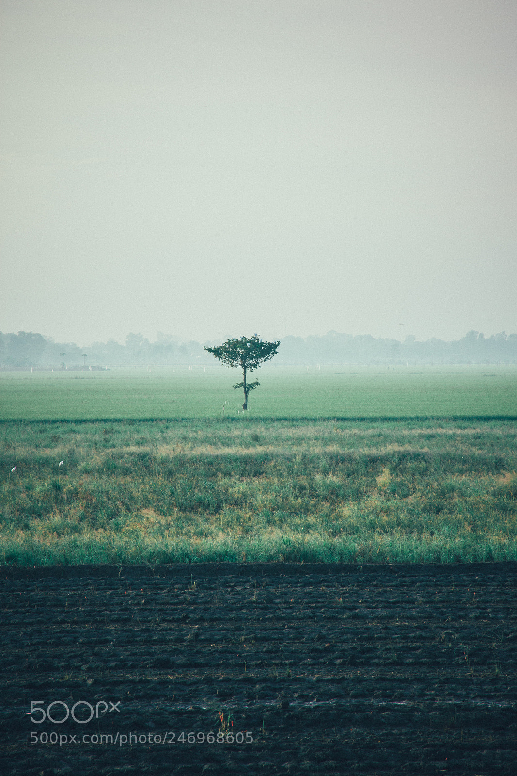 Nikon D7200 sample photo. Nhu_3963-2.jpg photography