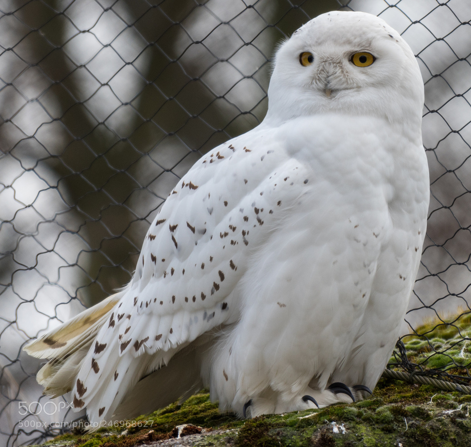 Nikon D810 sample photo. Snowy owl photography