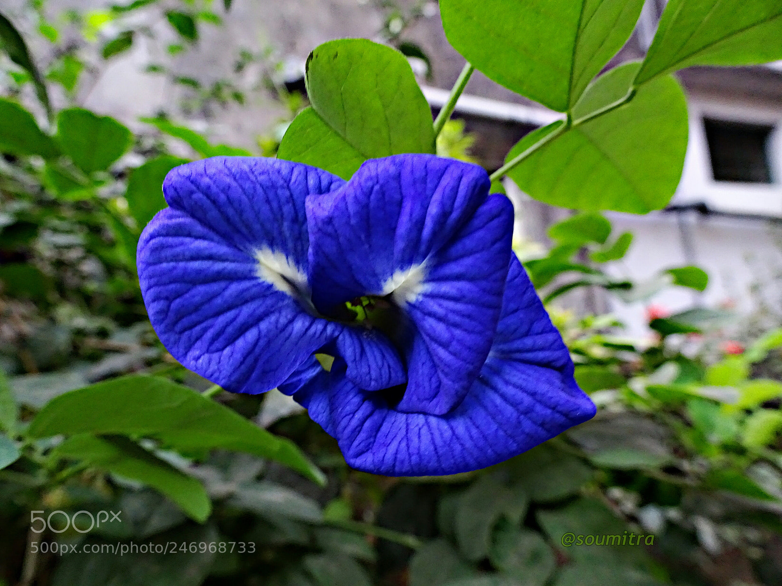 Sony Cyber-shot DSC-HX90V sample photo. Beautiful blue photography