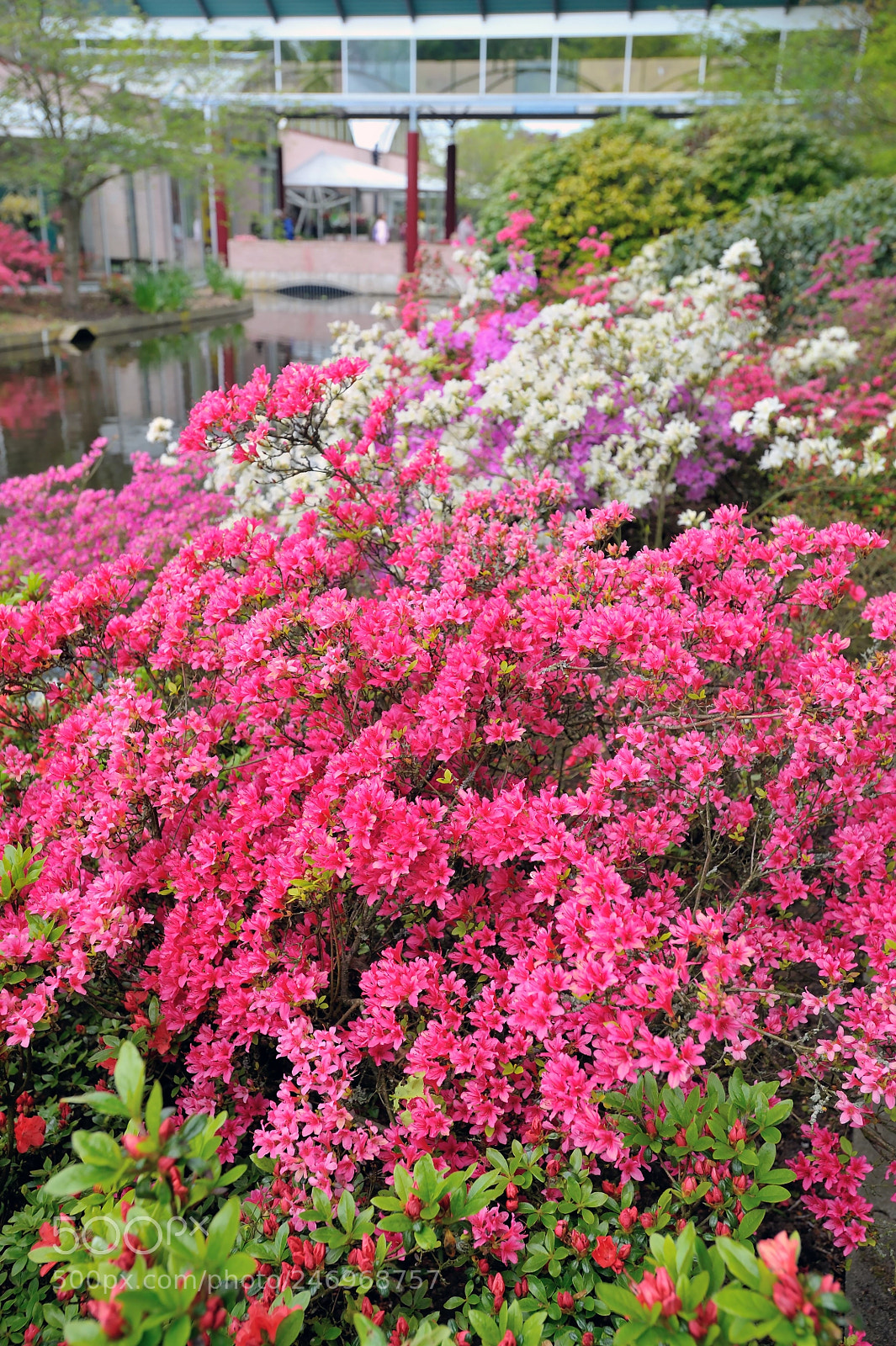 Nikon D700 sample photo. Bougainvillea pink bush flowers photography