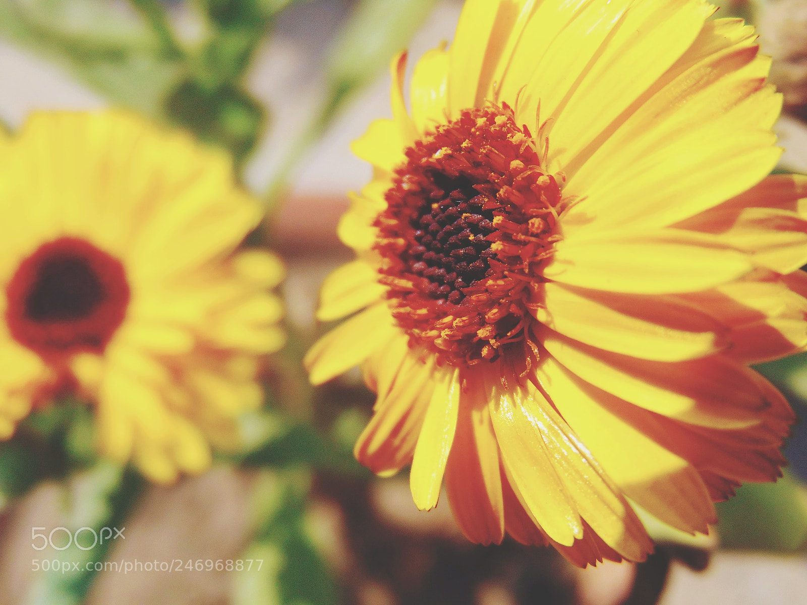 Sony Cyber-shot DSC-H300 sample photo. Yellow is beautiful photography