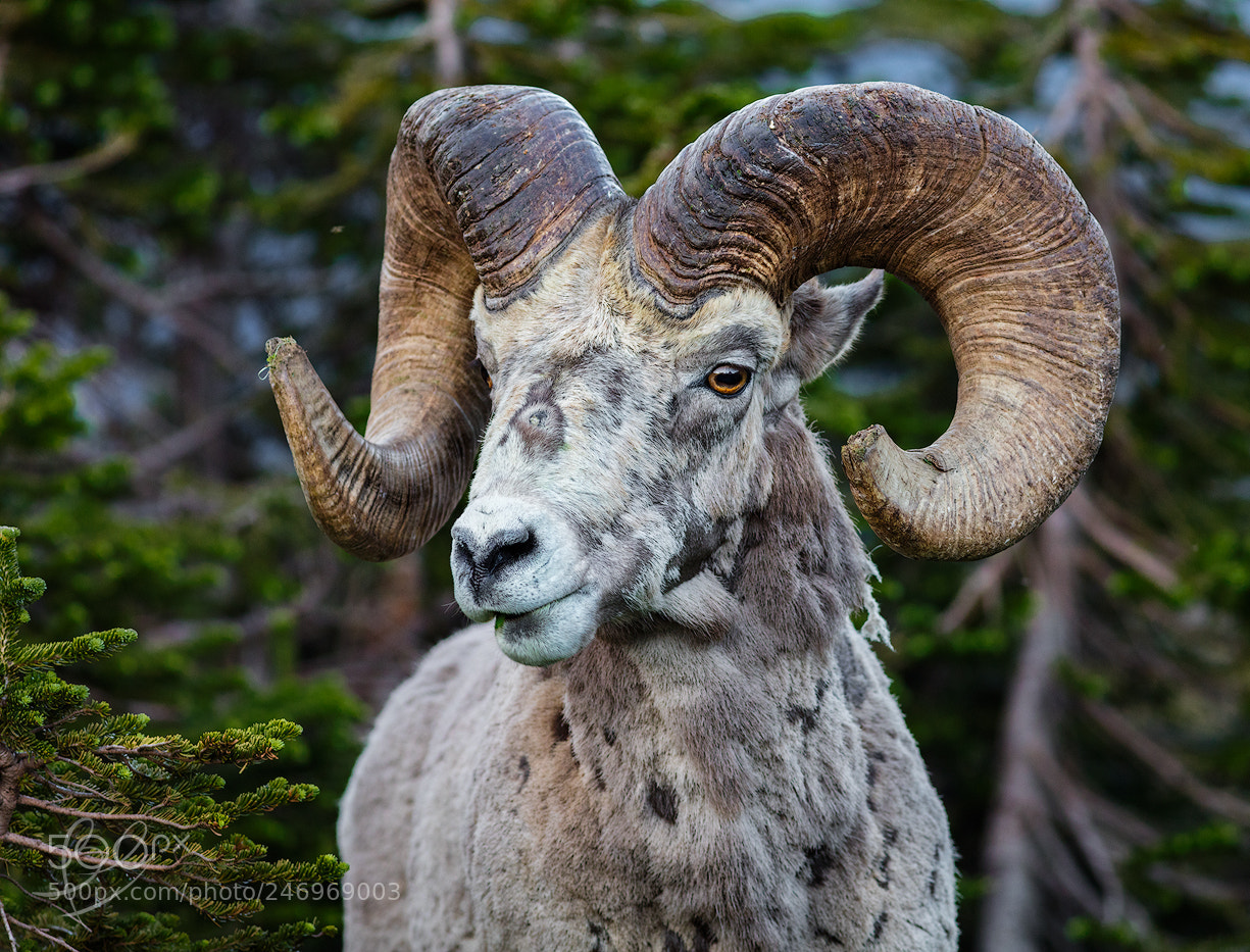Canon EOS 5DS sample photo. Glad it did not photography