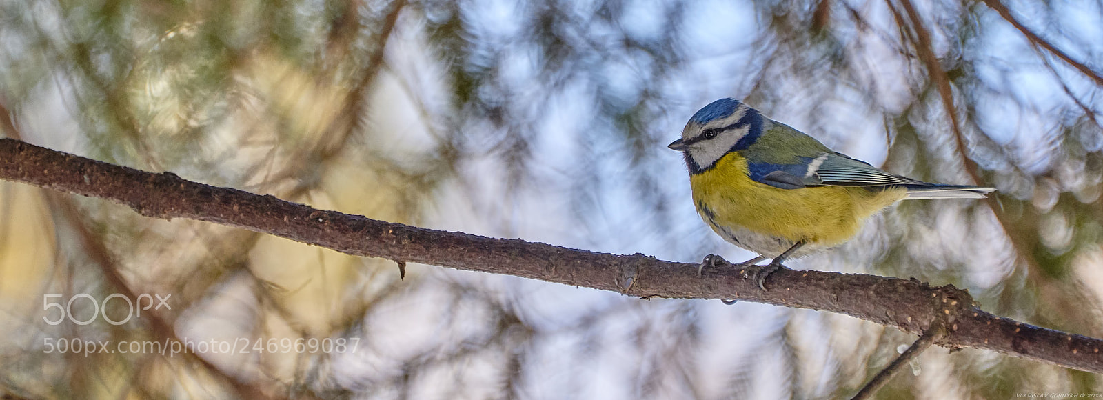 Nikon D810 sample photo. Bird photography