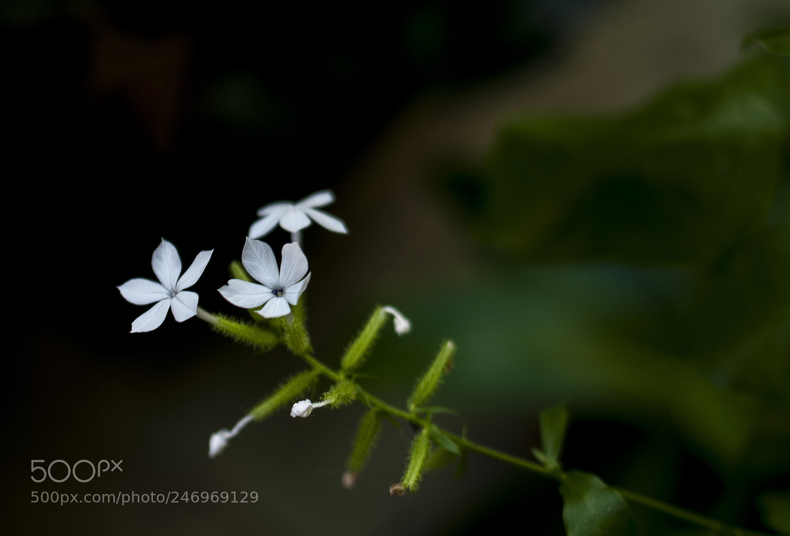 Nikon D300S sample photo. Hoa c y m photography