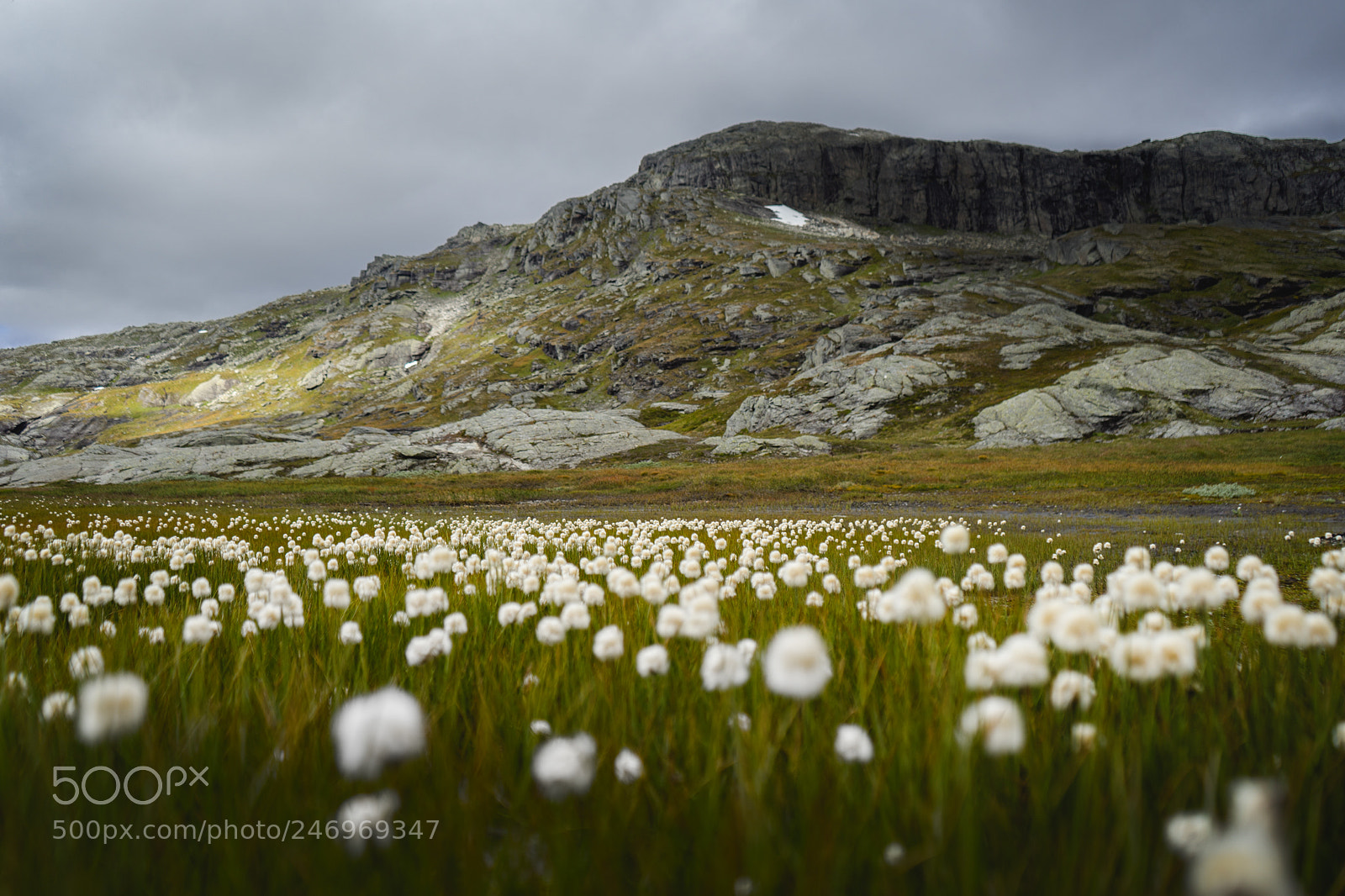 Sony a7 II sample photo. White cotton photography
