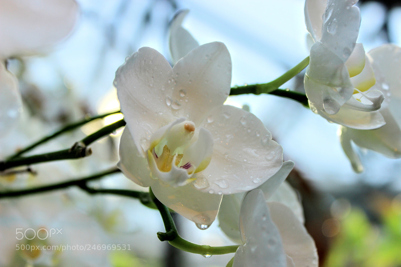 Canon EOS 600D (Rebel EOS T3i / EOS Kiss X5) sample photo. Orchid photography