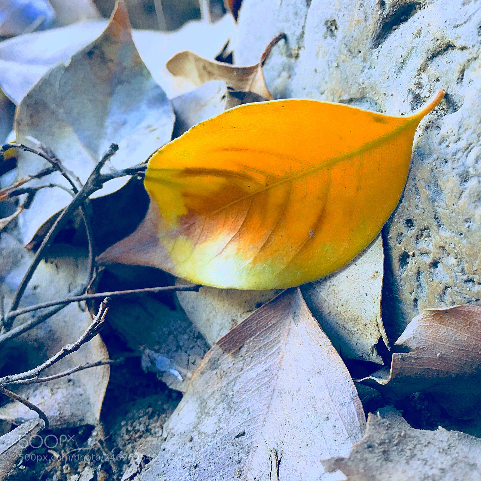 Apple iPhone 6s Plus sample photo. Untitled photography