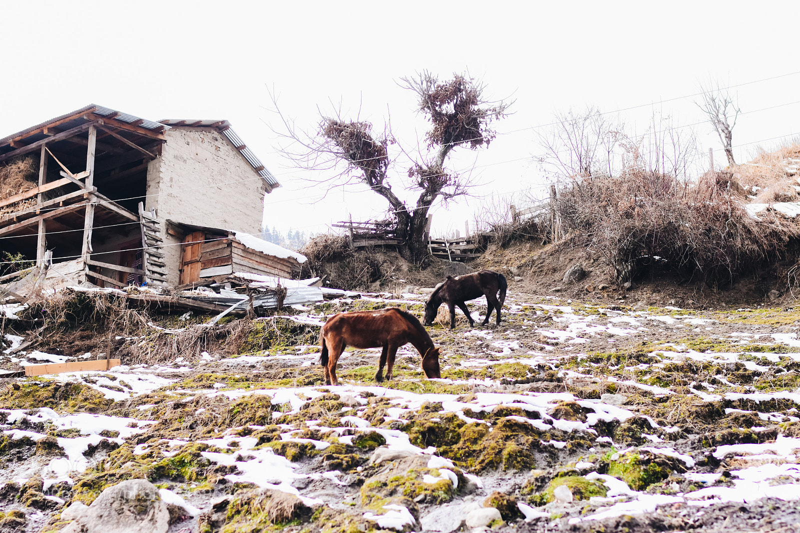 Nikon D7200 sample photo. Nature of himalayas photography