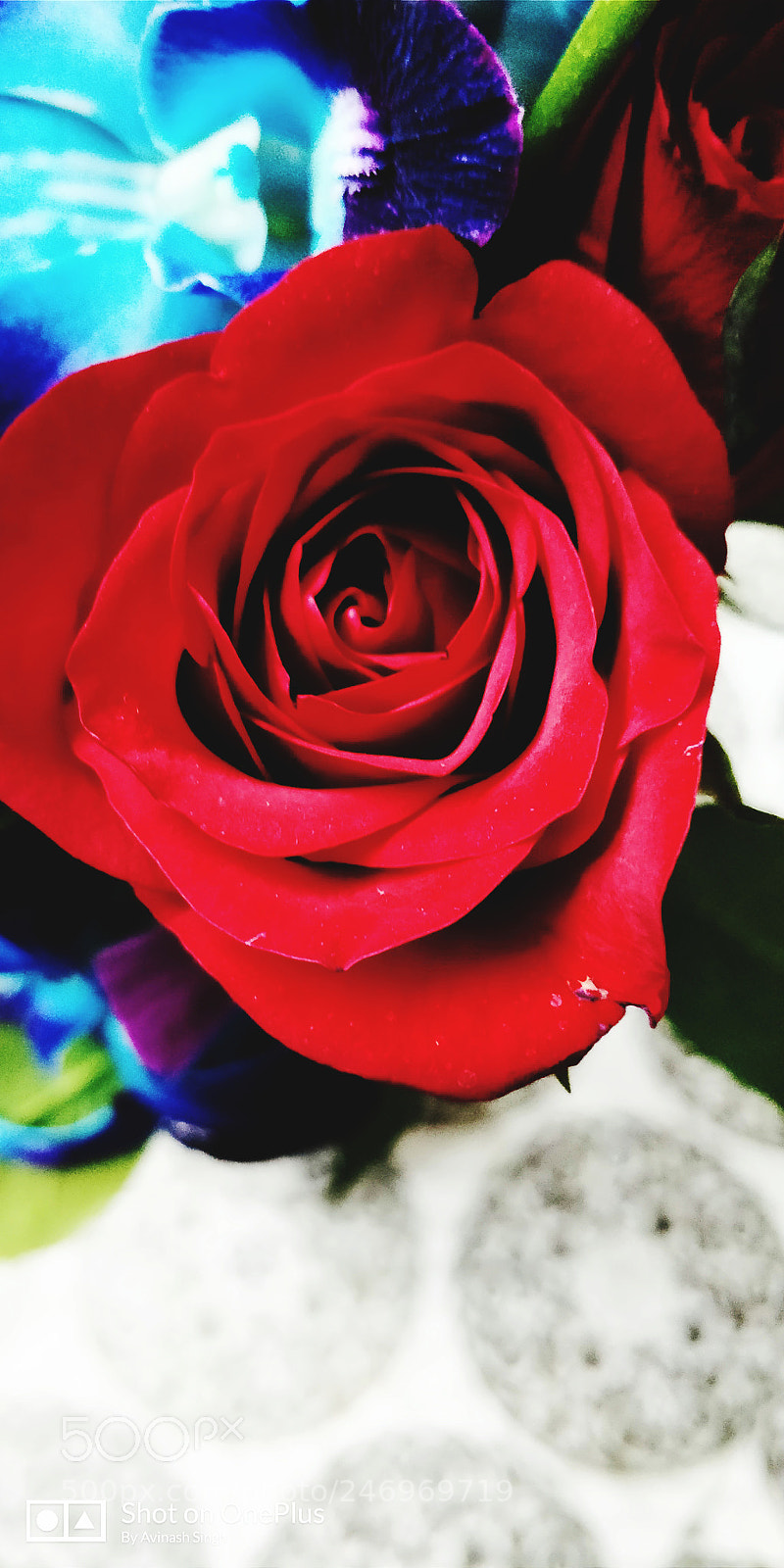 OnePlus 5T sample photo. Rose photography