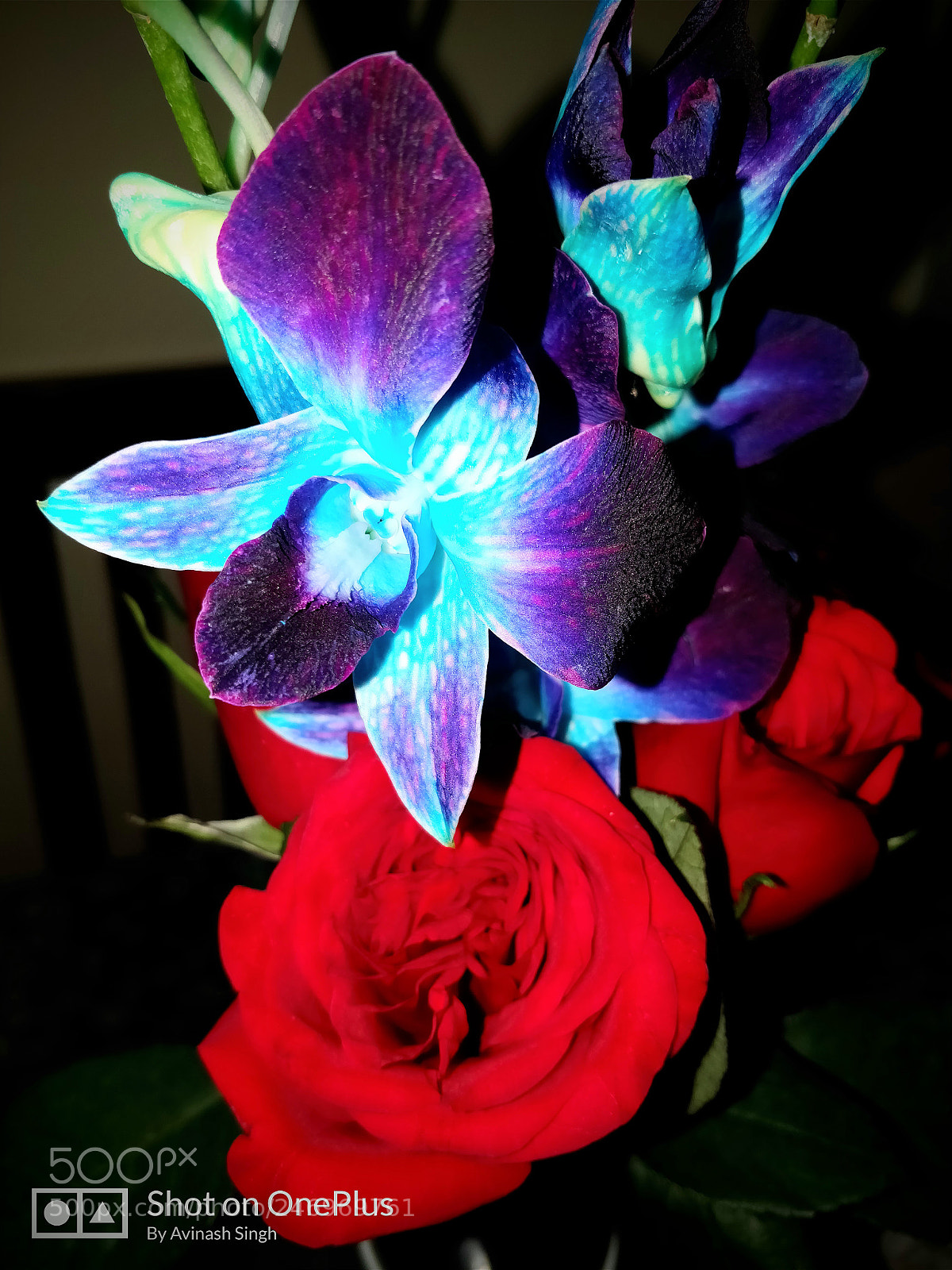 OnePlus 5T sample photo. Orchid & rose photography