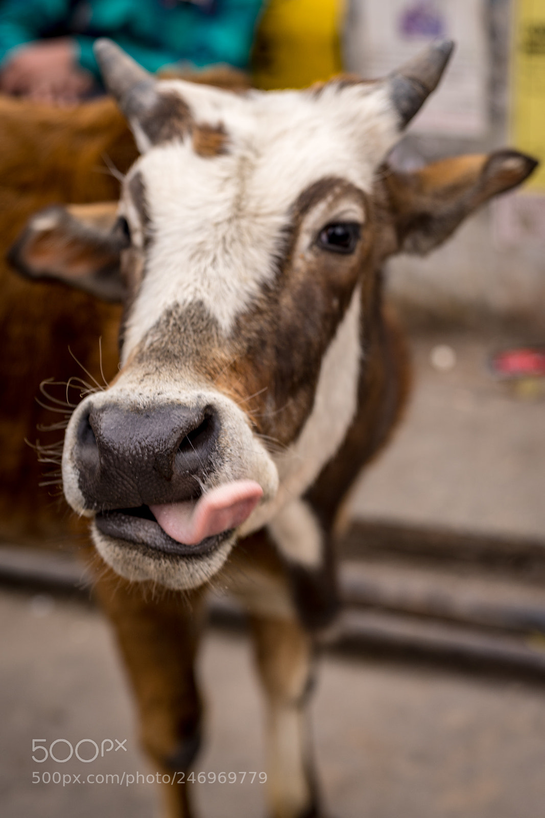 Sony a7 II sample photo. Holy cow photography