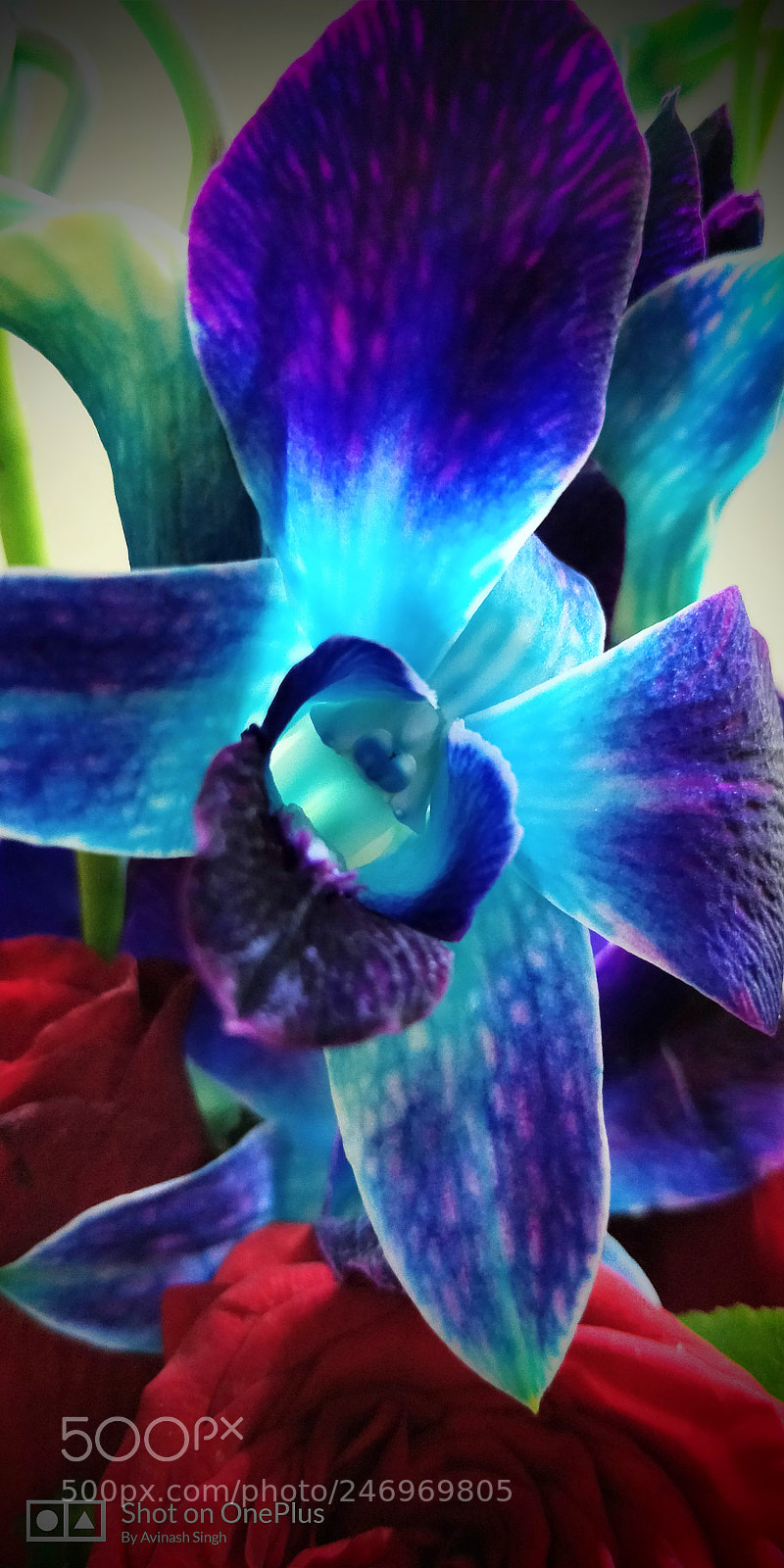 OnePlus 5T sample photo. Untitled photography