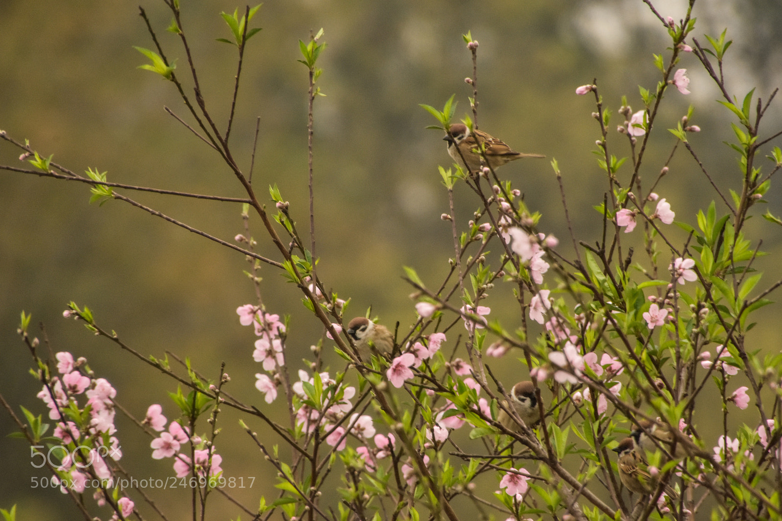 Nikon D7200 sample photo. The birds in peach photography