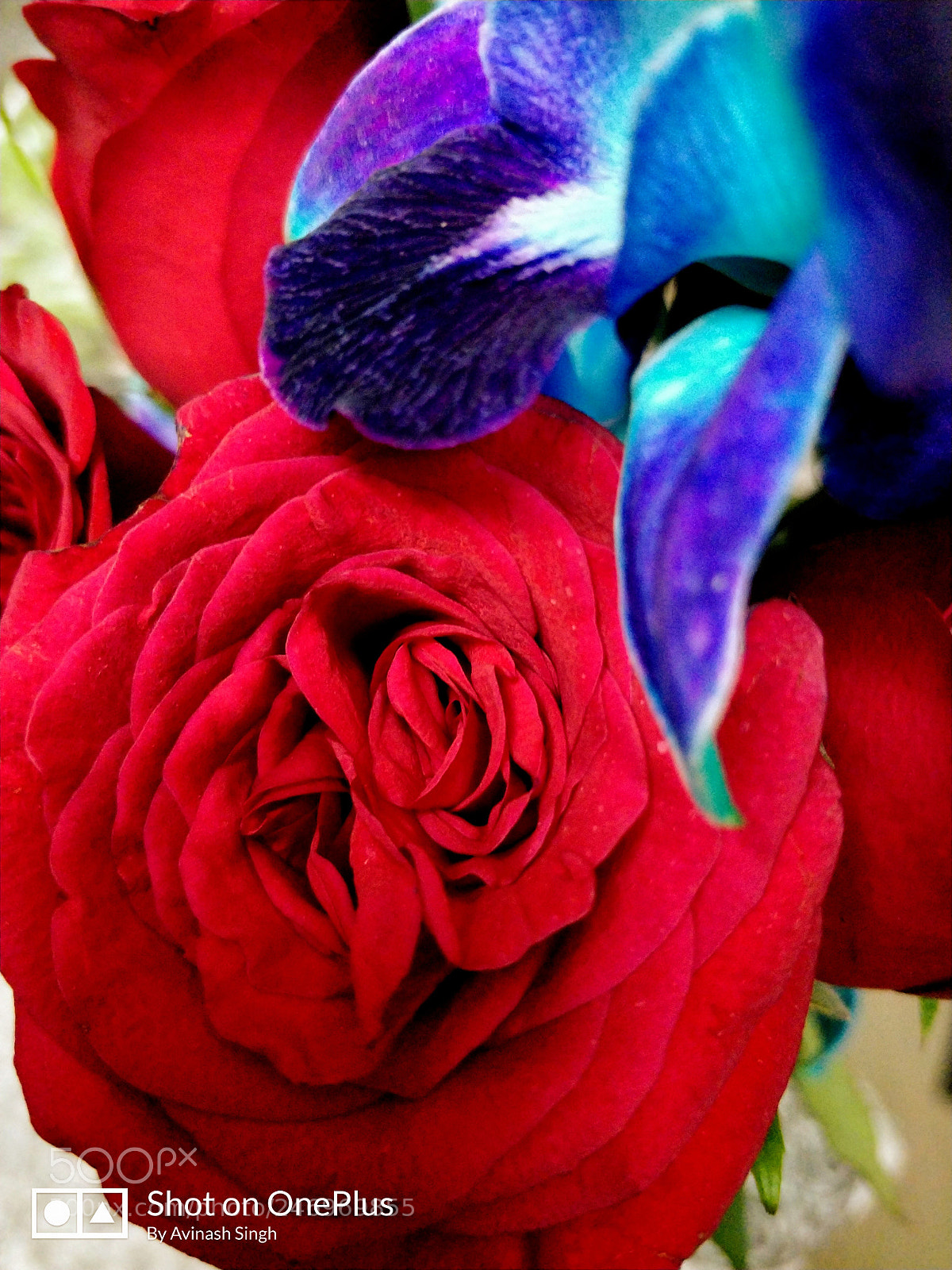 OnePlus 5T sample photo. Rose photography